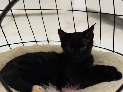 Luna, pisicuță neagră, stând într-un coșuleț